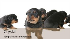  Presentation with crowd - Amazing theme having standing-out-among-the-crowd backdrop and a coral colored foreground