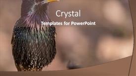  Presentation with dark - Cool new PPT layouts with standing-starling-on-dark-brown backdrop and a coral colored foreground