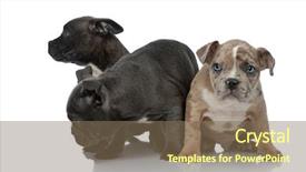  Presentation with bully - Colorful presentation theme enhanced with standing together with head down backdrop and a violet colored foreground