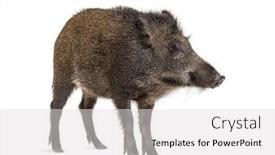  Presentation with wild boar - Colorful PPT theme enhanced with standing-wild-boar-isolated backdrop and a light gray colored foreground