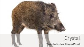  Presentation with wild boar - PPT theme featuring standing-wild-boar-isolated background and a light gray colored foreground