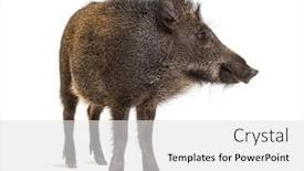  Presentation with wild boar - Colorful slide set enhanced with standing-wild-boar-isolated backdrop and a light gray colored foreground