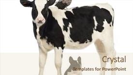  Presentation with holstein dairy calf - Beautiful theme featuring standing with a polish chicken backdrop and a lemonade colored foreground