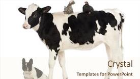  Presentation with old farm - PPT theme featuring standing with a polish chicken background and a cream colored foreground