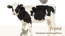  Presentation with old farm - Audience pleasing PPT layouts consisting of standing with a polish chicken backdrop and a cream colored foreground