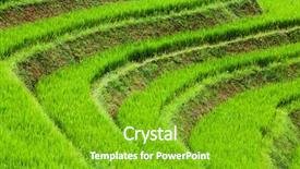  Presentation with rice field - PPT layouts consisting of staple - close up on bright green background and a shamrock green colored foreground