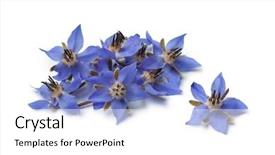  Presentation with decoration - Presentation theme enhanced with star bethlehem - heap of fresh blue borage background and a white colored foreground