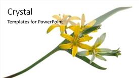  Presentation with medicinal plant - Slide deck consisting of star bethlehem - medicinal plant gagea lutea background and a white colored foreground