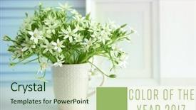  Presentation with color - Presentation theme consisting of star bethlehem - trendy color concept beautiful flowers background and a soft green colored foreground