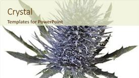  Presentation with thistle - Audience pleasing PPT theme consisting of star burs - head flowering thistle blue sea backdrop and a cream colored foreground