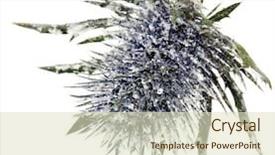  Presentation with thistle - Presentation design consisting of star burs - head flowering thistle blue sea background and a soft green colored foreground