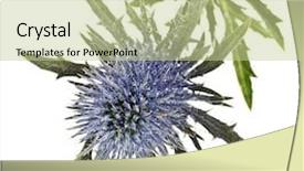  Presentation with thistles - Presentation theme featuring star burs - stem flowering thistles blue sea background and a mint green colored foreground