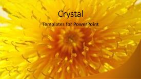  Presentation with star burst - Beautiful slide deck featuring star burst - yellow dandelion backdrop and a light gray colored foreground