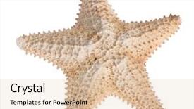  Presentation with starfish - Audience pleasing PPT theme consisting of star fish - beige starfish isolated on white backdrop and a lemonade colored foreground