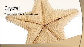  Presentation with starfish - Cool new PPT layouts with star fish - beige starfish isolated on white backdrop and a lemonade colored foreground