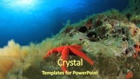  Presentation with pearls and oysters starfish - Beautiful PPT theme featuring star fish - red starfish underwater backdrop and a  colored foreground