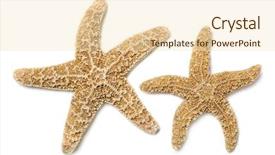  Presentation with brown and white - Presentation theme with star fish - two brown starfish isolated background and a lemonade colored foreground
