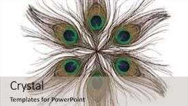  Presentation with peacock - Beautiful slides featuring star from peacock feathers isolated backdrop and a coral colored foreground