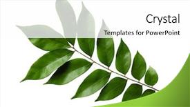  Presentation with growth - Presentation theme consisting of elements growth - starfruit averrhoa carambola leaf isolated background and a white colored foreground
