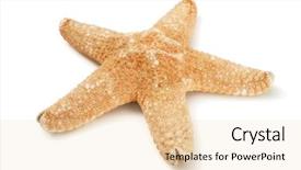  Presentation with starfish - Cool new slides with star life - starfish backdrop and a lemonade colored foreground