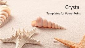  Presentation with sea shells - Beautiful PPT layouts featuring star or starfish and shells backdrop and a cream colored foreground