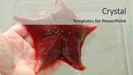  Presentation with webbed - PPT theme having star or starfish live marine background and a light gray colored foreground