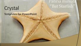  Presentation with webbed - Theme featuring star or starfish live marine background and a soft green colored foreground