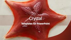  Presentation with webbed - PPT theme consisting of star or starfish live marine background and a tawny brown colored foreground