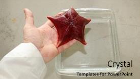  Presentation with star - Theme featuring star or starfish live marine background and a light gray colored foreground