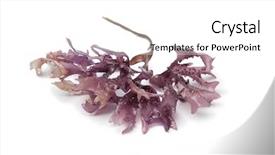  Presentation with seaweed - Cool new presentation design with star shaped moss seaweed backdrop and a white colored foreground