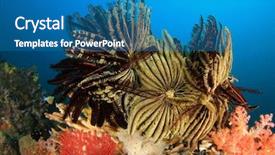  Presentation with coral reef - Slide deck having star tail - featherstars on coral reef background and a teal colored foreground