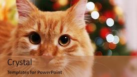  Presentation with christmas red - Slides enhanced with star tail - lovable red cat on christmas background and a coral colored foreground