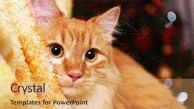  Presentation with light golden lights - Beautiful PPT layouts featuring star tail - lovable red cat on lights backdrop and a  colored foreground