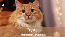  Presentation with light golden lights - Slides featuring star tail - lovable red cat on lights background and a  colored foreground