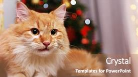  Presentation with star red - Presentation design featuring star tail - lovable red cat on lights background and a  colored foreground