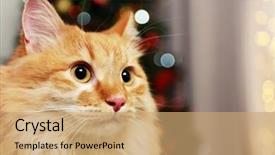  Presentation with light golden lights - Audience pleasing presentation theme consisting of star tail - lovable red cat on lights backdrop and a  colored foreground