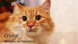  Presentation with light golden lights - PPT theme consisting of star tail - lovable red cat on lights background and a  colored foreground