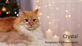  Presentation with lights - Presentation having star tail - lovable red cat on lights background and a  colored foreground