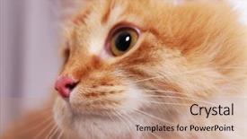  Presentation with cat - Beautiful PPT theme featuring star tail - portrait of lovable red cat backdrop and a coral colored foreground