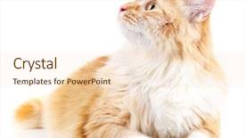  Presentation with white red employees - Theme with star tail - red cat isolated on white background and a  colored foreground