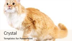  Presentation with cat - Beautiful PPT theme featuring star tail - red cat isolated on white backdrop and a  colored foreground