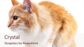  Presentation with cat - Cool new slides with star tail - red cat isolated on white backdrop and a  colored foreground