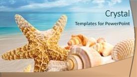  Presentation with starfish - Colorful PPT theme enhanced with starfish and seashells backdrop and a light blue colored foreground