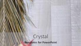  Presentation with starfish - 