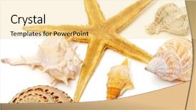  Presentation with starfish - Slide set enhanced with starfish-and-some-seashells-isolated background and a yellow colored foreground