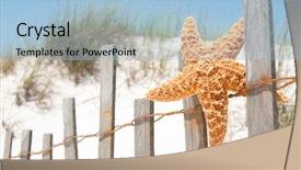  Presentation with pearls and oysters starfish - Amazing PPT theme having starfish drying on beach fence backdrop and a light blue colored foreground