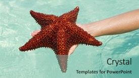  Presentation with pearls and oysters starfish - PPT layouts having starfish in hand in sea background and a  colored foreground