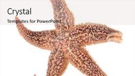  Presentation with white sea urchin - Colorful PPT theme enhanced with starfish isolated on white asteroidea backdrop and a lemonade colored foreground
