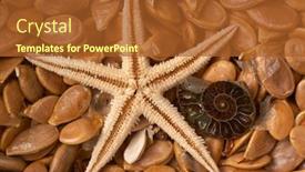  Presentation with pumpkin seeds - Audience pleasing presentation consisting of starfish-nautilius-shell-and-pumpkin backdrop and a red colored foreground