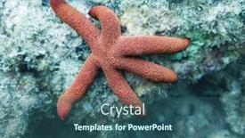  Presentation with coral reef - Presentation theme with starfish-on-a-coral-reef background and a ocean colored foreground